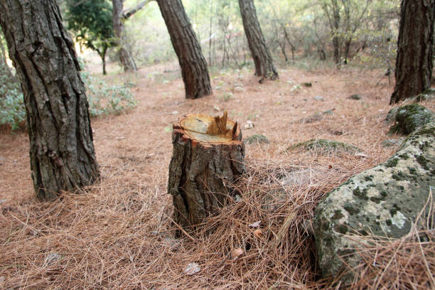 How Our Tree Care Process Works  in  Sissonville, WV